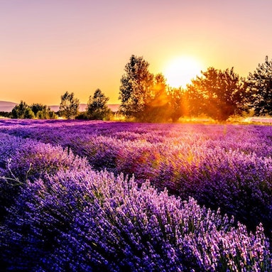 Lavender field in France